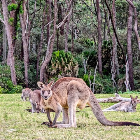 Kangaroos — Murramarang, Australia