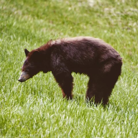 Parc national du Mont-Riding, Canada — photograph 1