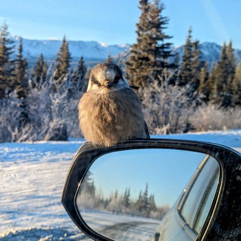 Bird on the mirror — Kluane, Yukon