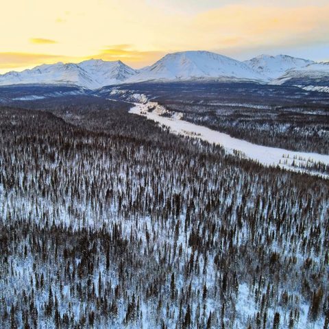 Winter forest beneath the mountains, Kluane, Yukon