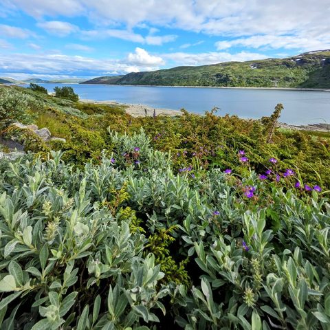 Mountain wildflowers — Hallingskarvet National Park · Norway