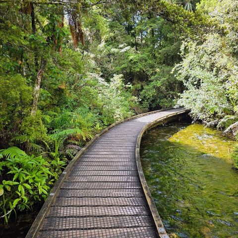 Ferns and forest — New Zealand