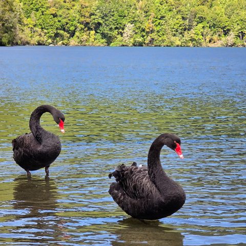 Black swans — Nelson Lakes, New Zealand