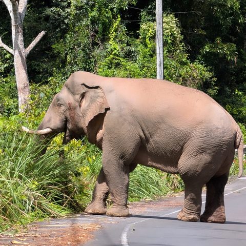 Elephant — Khao Yai, Thailand