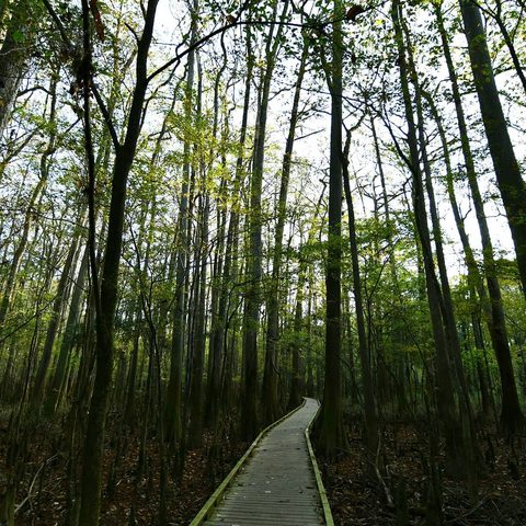 Congaree National Park, United States — photograph 2