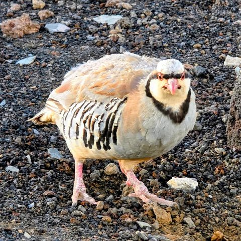 Chukar — Haleakalā, Hawaii