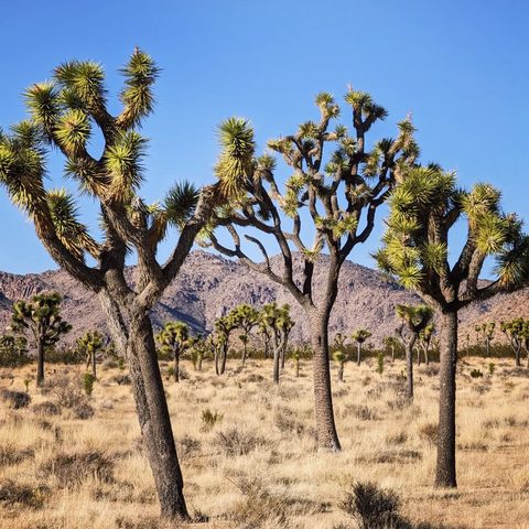 Joshua Tree National Park, United States — photograph 11