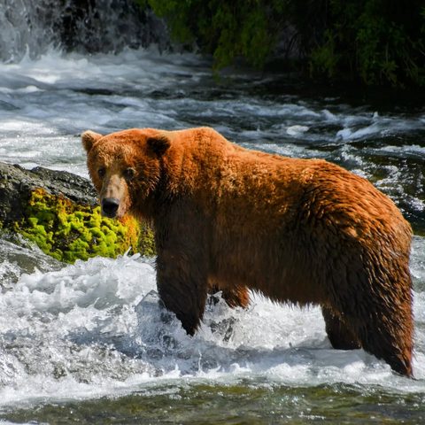 Katmai National Park, United States — photograph 1