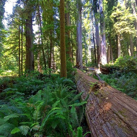 Redwood National Park, United States — photograph 1