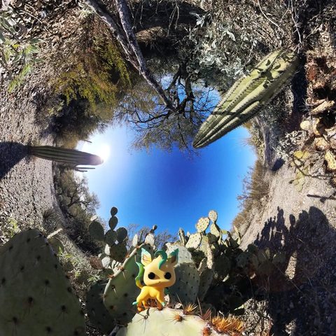 Leafeon figurine at Saguaro National Park, United States