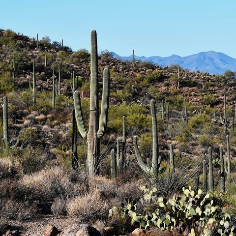 Saguaro National Park, United States — photograph 5