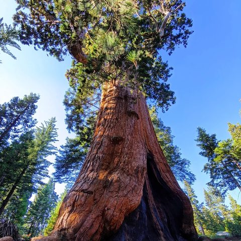 Sequoia National Park, United States — photograph 1